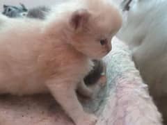 Kittens pair | beautiful Eyes | 9000 per pair