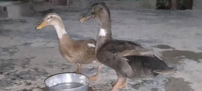 Ducks Pair Urgent Sale