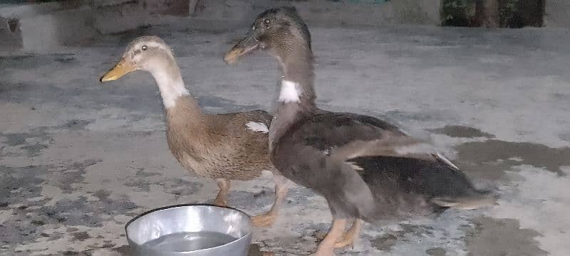 Ducks Pair Urgent Sale 0