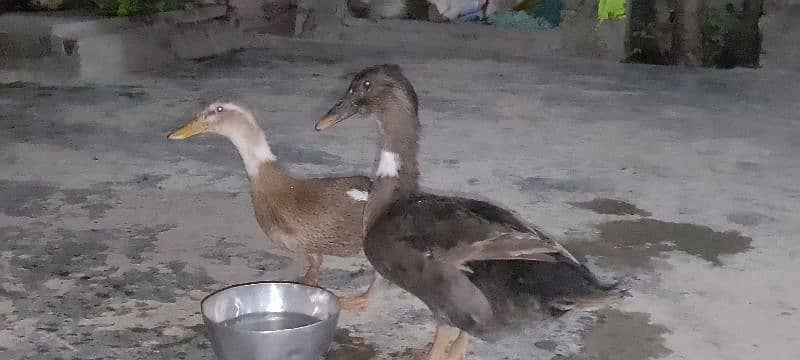 Ducks Pair Urgent Sale 1