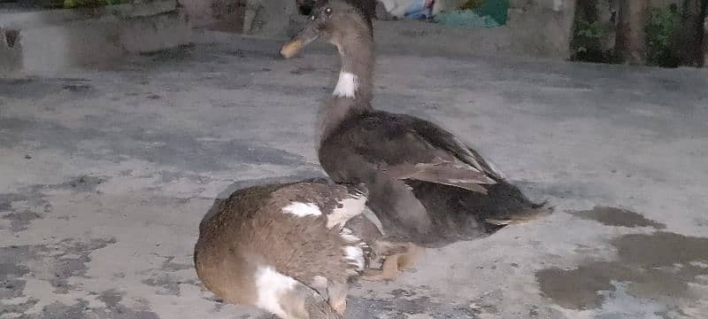 Ducks Pair Urgent Sale 2