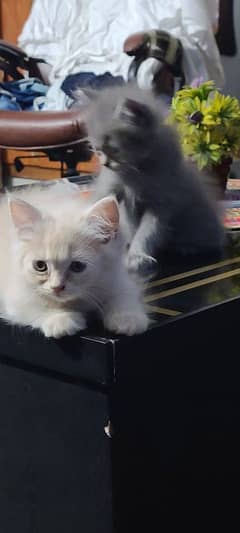 Persian kittens for sale | Persian cats