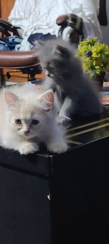 Persian kittens for sale | Persian cats 0