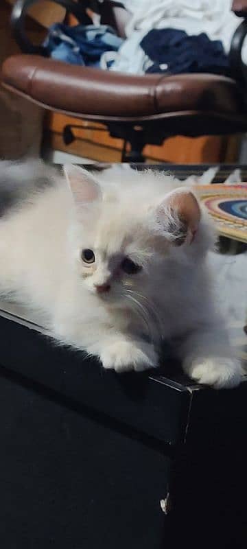 Persian kittens for sale | Persian cats 1