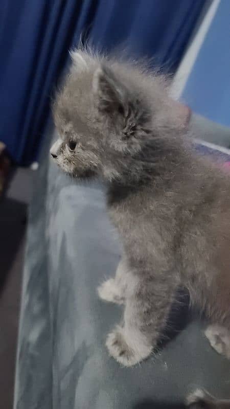 Persian kittens for sale | Persian cats 2