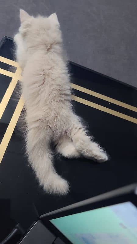 Persian kittens for sale | Persian cats 3