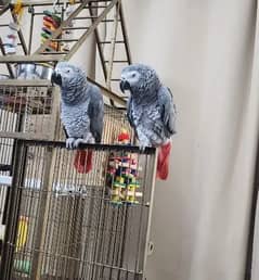 African grey parrot for sale good health O3O4 _O79_O437 my WhatsApp n