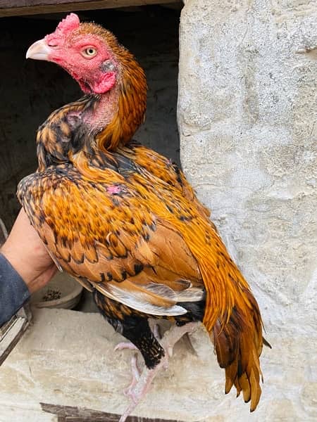 qulatiy Aseel birds available cargo available 1