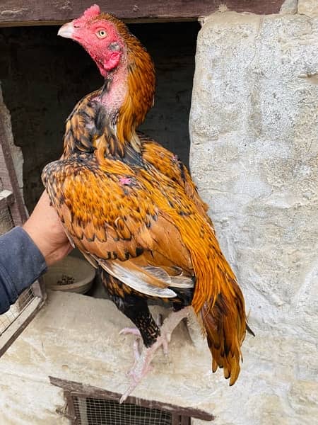 qulatiy Aseel birds available cargo available 2