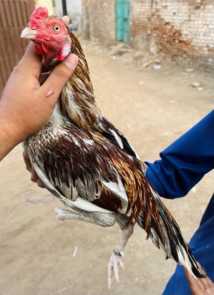 qulatiy Aseel birds available cargo available 7