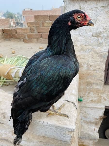 qulatiy Aseel birds available cargo available 9