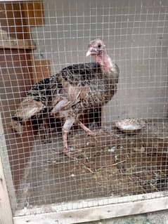 Peacock for sale age 8 month