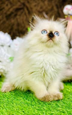 Persian Kittens Ready For New Home