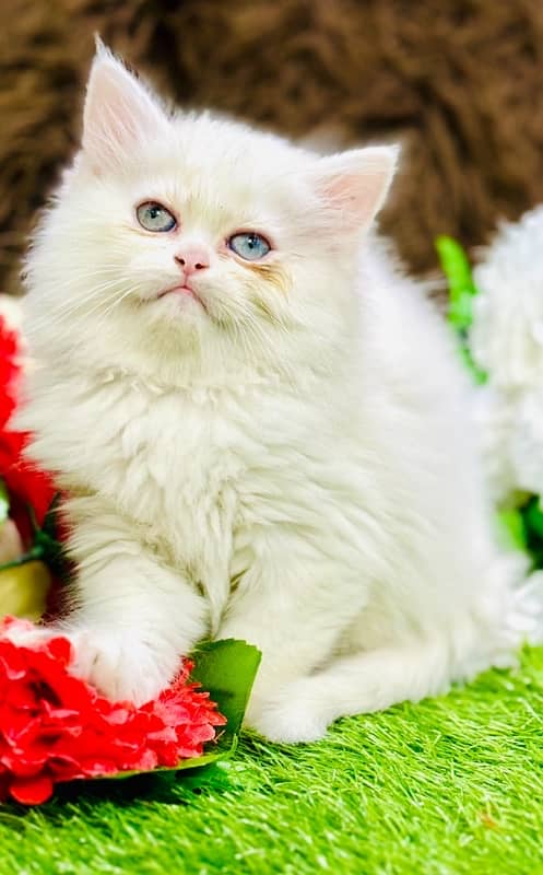 Persian Kittens Ready For New Home 5