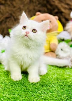 Persian Kittens Ready For New Home