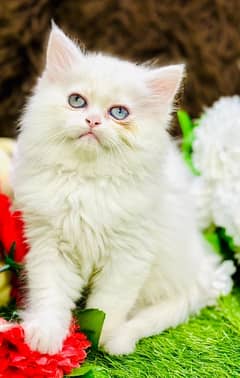 Persian odd eyes Female Kitten Ready For New Home