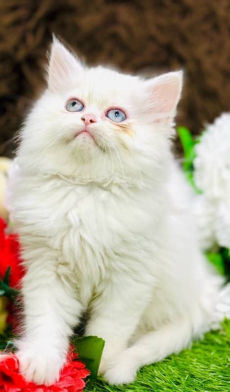 Persian odd eyes Female Kitten Ready For New Home 1