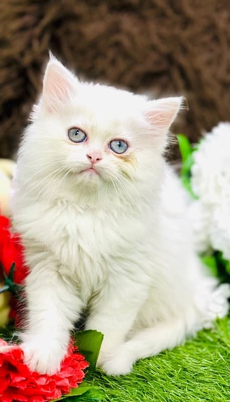 Persian odd eyes Female Kitten Ready For New Home 2