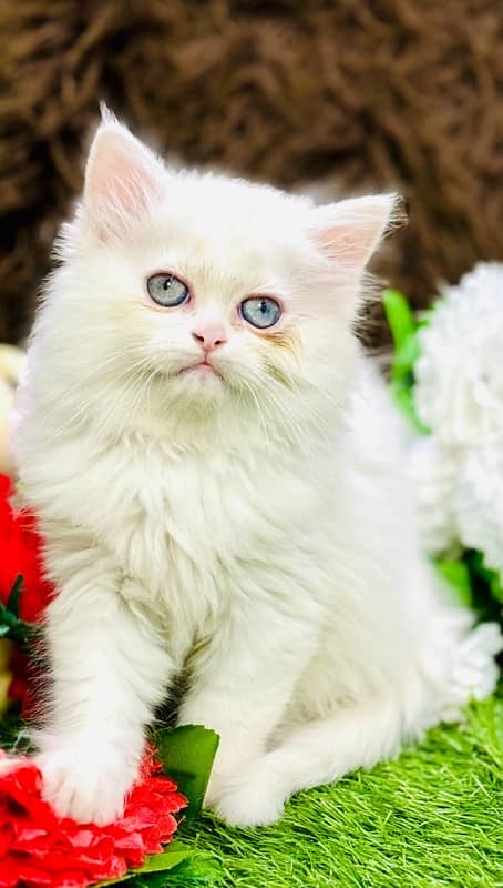 Persian odd eyes Female Kitten Ready For New Home 3