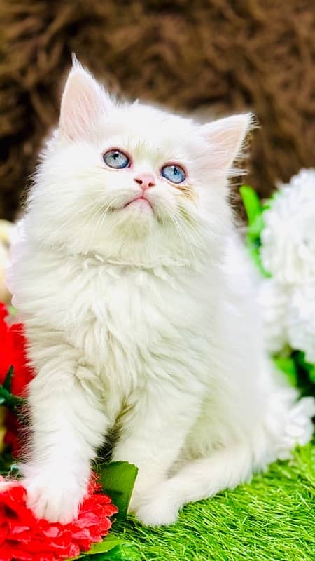 Persian odd eyes Female Kitten Ready For New Home 4