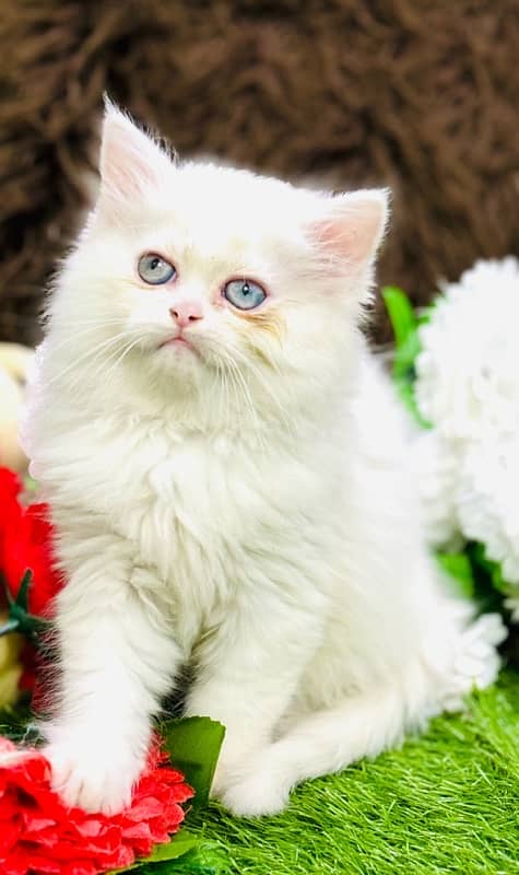 Persian odd eyes Female Kitten Ready For New Home 5