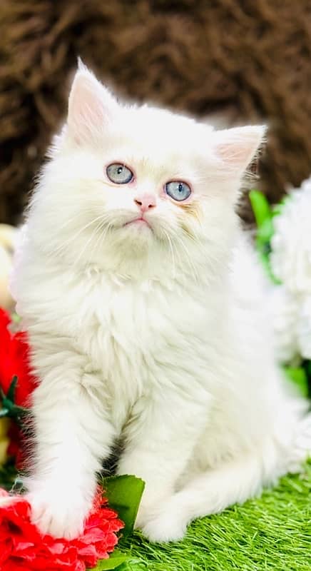 Persian odd eyes Female Kitten Ready For New Home 6