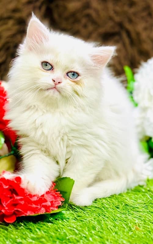 Persian odd eyes Female Kitten Ready For New Home 8