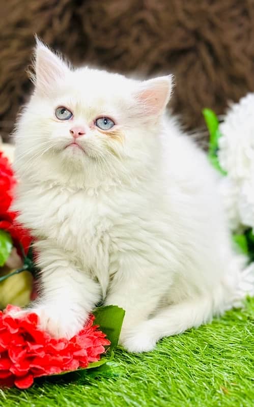 Persian odd eyes Female Kitten Ready For New Home 9