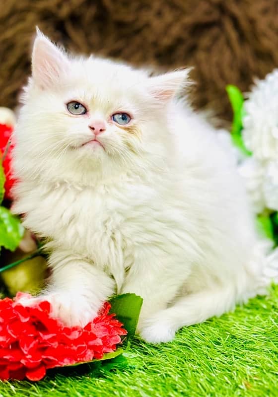 Persian odd eyes Female Kitten Ready For New Home 10