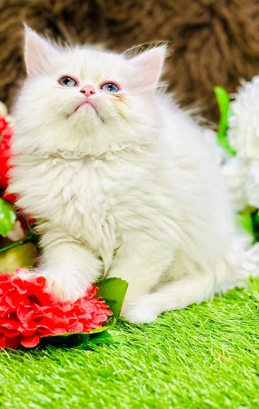 Persian odd eyes Female Kitten Ready For New Home 11