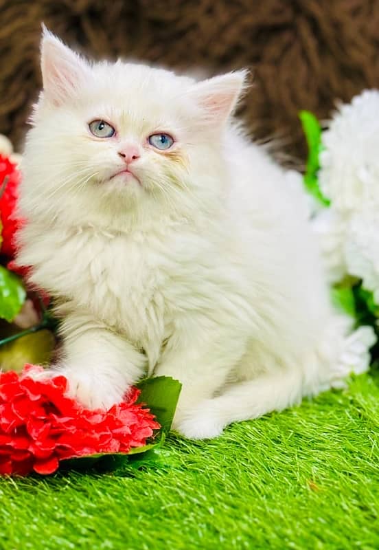 Persian odd eyes Female Kitten Ready For New Home 12