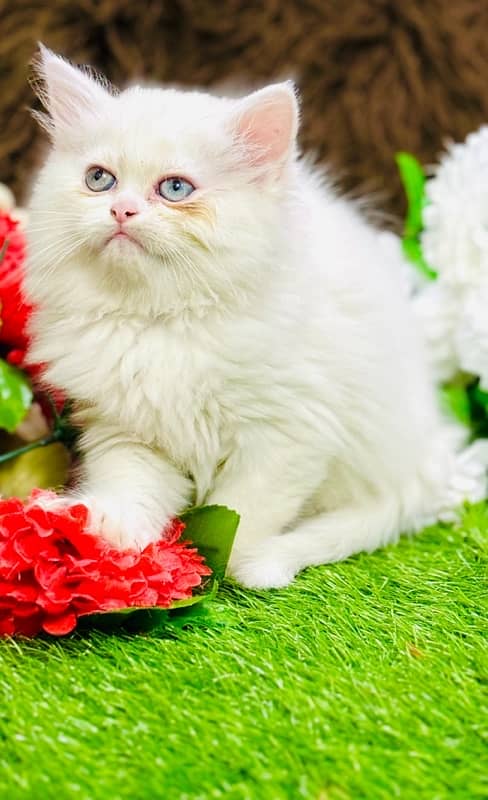 Persian odd eyes Female Kitten Ready For New Home 13