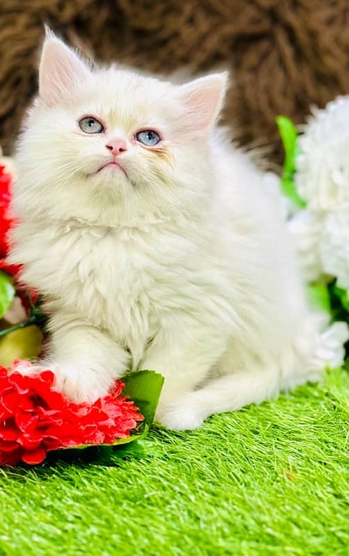 Persian odd eyes Female Kitten Ready For New Home 14