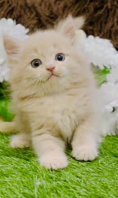 Persian Fawn Male Kitten Ready For New Home