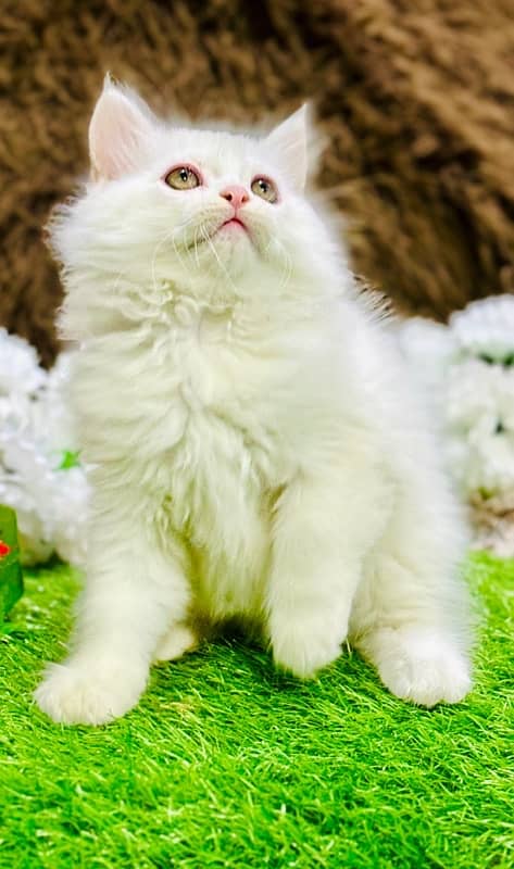 Persian Male Kitten Ready For New Home 1