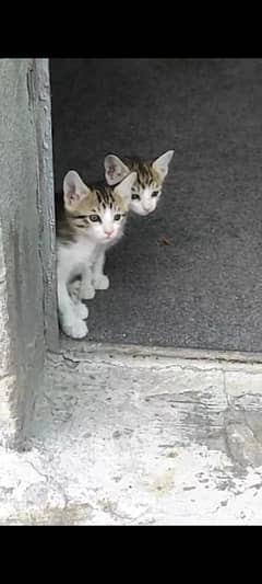 Street Kitten