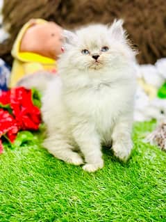 Persian Kittens Ready For New Home