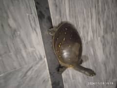 turtle for sale