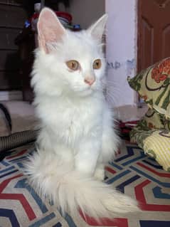 White persian female