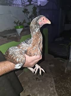 Aseel Hens age 6 months