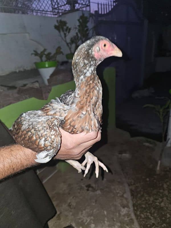 Aseel Hens age 6 months 0