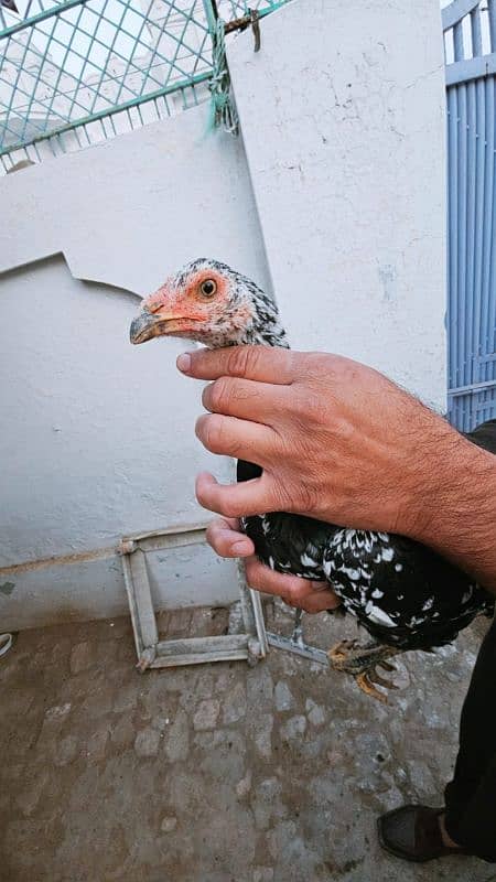 Aseel Hens age 6 months 12