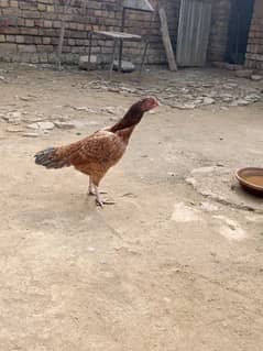 Aseel hen for sale