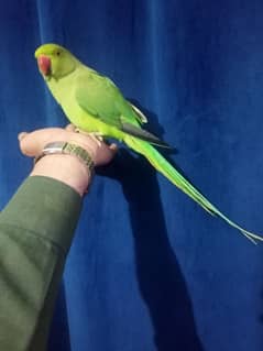 Hand tamed ringneck parrot no bite