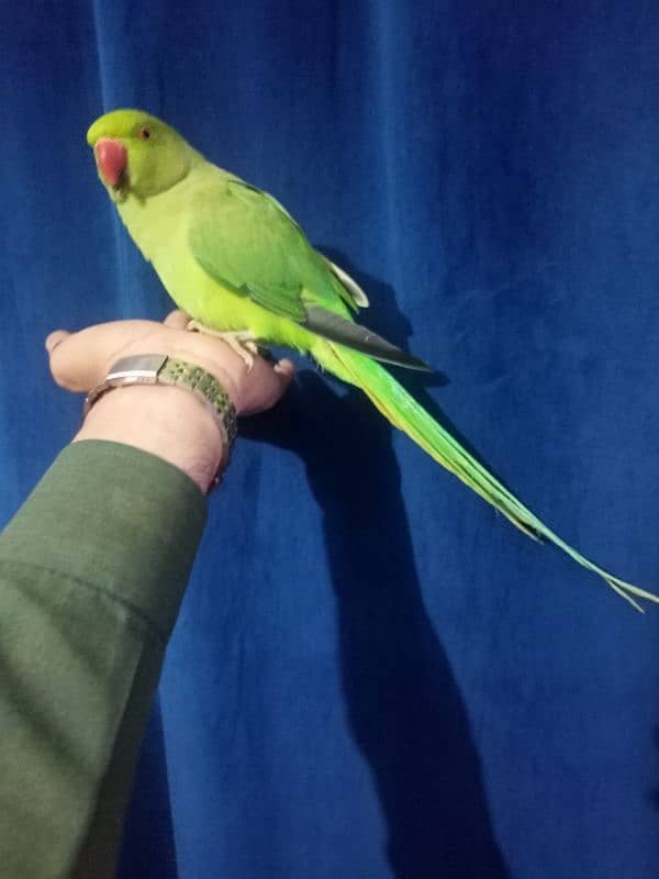 Hand tamed ringneck parrot no bite 0