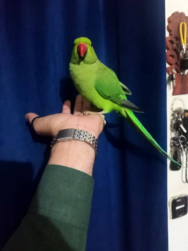 Hand tamed ringneck parrot no bite 1