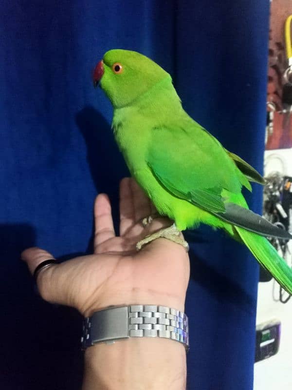 Hand tamed ringneck parrot no bite 2