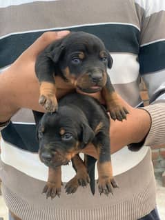 Doberman Female pup / American doberman pure