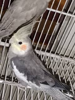 urgent sale Male cockatiel