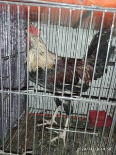 dasi murg urgent sale